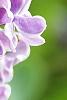 Syringa vulgaris 'Sensation', flowers