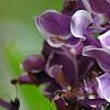 Syringa vulgaris 'Sensation', flowers