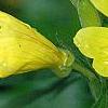 Calylophus berlandieri 'Summer Gold', flowers