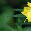 Calylophus berlandieri 'Summer Gold', flowers