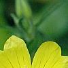 Calylophus berlandieri 'Summer Gold', flowers