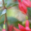 Fuchsia 'Angel Earrings', flowers
