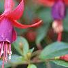 Fuchsia 'Angel Earrings', flowers