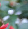 Fuchsia 'Angel Earrings', flowers