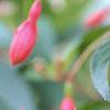 Fuchsia 'Angel Earrings', flowers