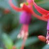 Fuchsia 'Angel Earrings', flowers