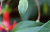 Fuchsia 'Angel Earrings', flowers