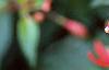 Fuchsia 'Angel Earrings', flowers