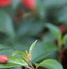 Fuchsia 'Angel Earrings', flowers
