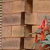 Fuchsia triphylla, habit