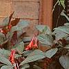 Fuchsia triphylla, habit