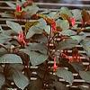 Fuchsia triphylla, habit