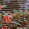 Fuchsia triphylla, habit