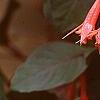 Fuchsia triphylla, flowers