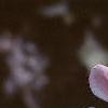 Gaura lindheimeri 'Siskiyou Pink', flowers