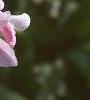 Gaura lindheimeri 'Siskiyou Pink', flowers