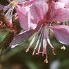 Gaura lindheimeri 'Siskiyou Pink', flowers
