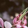 Gaura lindheimeri 'Siskiyou Pink', flowers