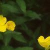 Oenothera fruticosa, habit