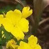 Oenothera fruticosa, habit