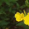 Oenothera fruticosa, habit