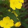 Oenothera fruticosa, habit