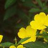 Oenothera fruticosa, habit