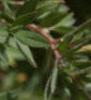 Oenothera fruticosa ssp. glauca, flowers