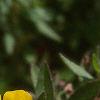 Oenothera fruticosa ssp. glauca, flowers