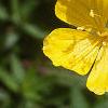 Oenothera fruticosa ssp. glauca, flowers