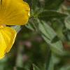 Oenothera fruticosa ssp. glauca, flowers
