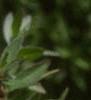 Oenothera fruticosa ssp. glauca, flowers
