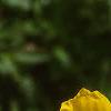 Oenothera fruticosa ssp. glauca, flowers