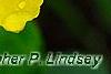 Oenothera 'InnOeno131' (Lemon Drop PBR), flowers