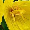 Oenothera 'InnOeno131' (Lemon Drop PBR), flowers