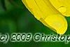 Oenothera 'InnOeno131' (Lemon Drop PBR), flowers
