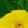 Oenothera 'InnOeno131' (Lemon Drop PBR), flowers