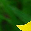 Oenothera 'InnOeno131' (Lemon Drop PBR), flowers