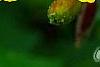 Oenothera 'InnOeno131' (Lemon Drop PBR), flowers