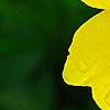 Oenothera 'InnOeno131' (Lemon Drop PBR), flowers