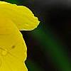 Oenothera 'InnOeno131' (Lemon Drop PBR), flowers