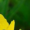 Oenothera 'InnOeno131' (Lemon Drop PBR), flowers
