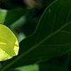 Oenothera macrocarpa, flowers