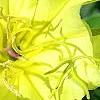 Oenothera macrocarpa, flowers