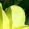 Oenothera macrocarpa, flowers