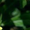 Oenothera macrocarpa, flowers