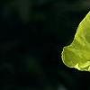 Oenothera macrocarpa, flowers