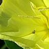 Oenothera macrocarpa, flowers