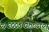 Oenothera macrocarpa, flowers