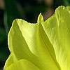 Oenothera macrocarpa, flowers